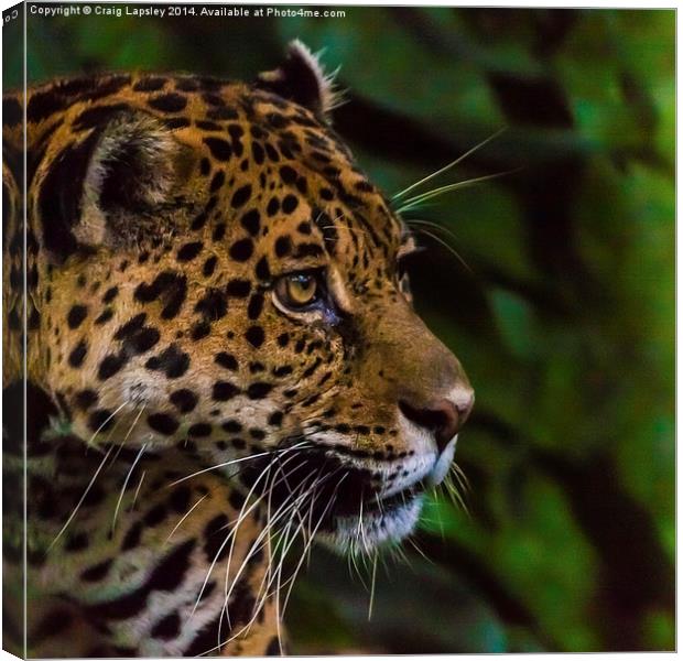 Panther profile Canvas Print by Craig Lapsley
