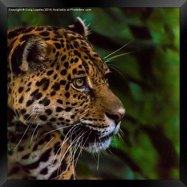 Panther profile Framed Print by Craig Lapsley