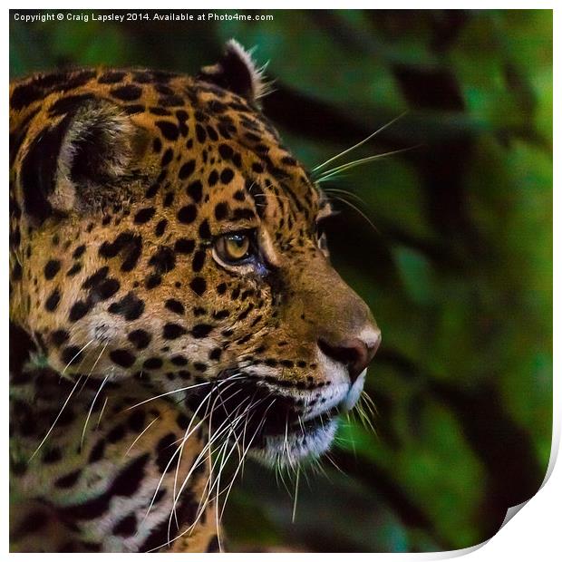 Panther profile Print by Craig Lapsley