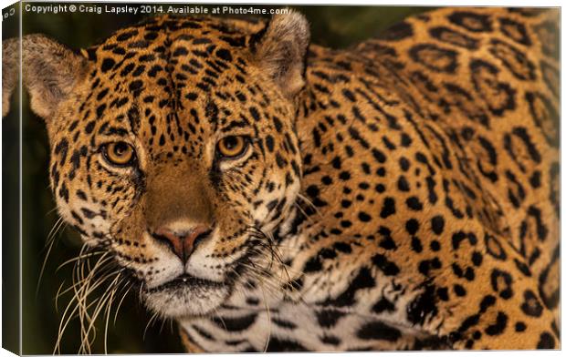 Jaguar facing the camera Canvas Print by Craig Lapsley