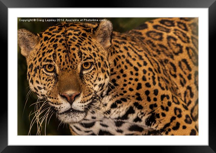 Jaguar facing the camera Framed Mounted Print by Craig Lapsley