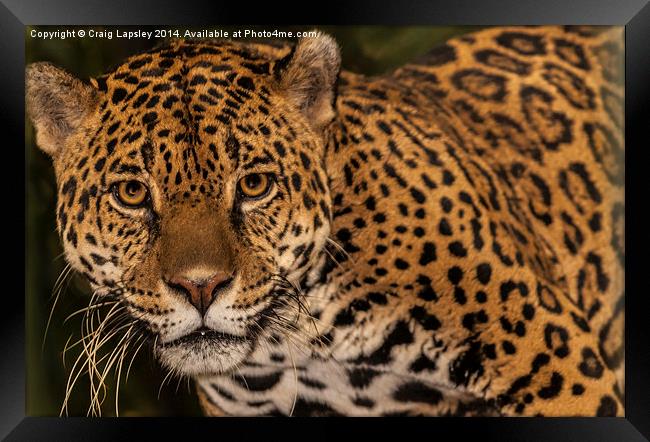 Jaguar facing the camera Framed Print by Craig Lapsley