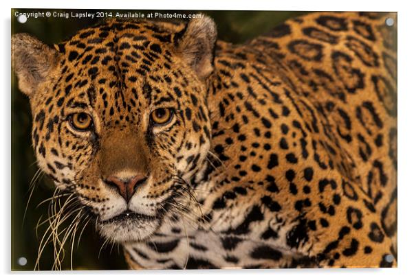 Jaguar facing the camera Acrylic by Craig Lapsley