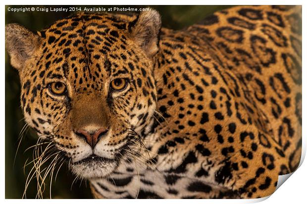 Jaguar facing the camera Print by Craig Lapsley