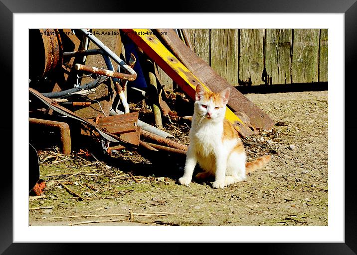 A farmyard feral cat. Framed Mounted Print by Frank Irwin