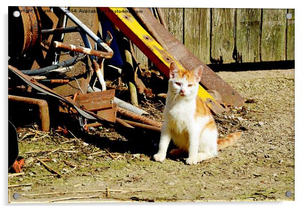 A farmyard feral cat. Acrylic by Frank Irwin