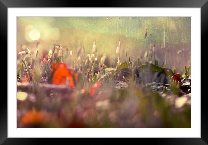 Fairy Light Framed Mounted Print by Dawn Cox