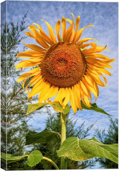 Blooming Sunflower Canvas Print by Adrian Evans