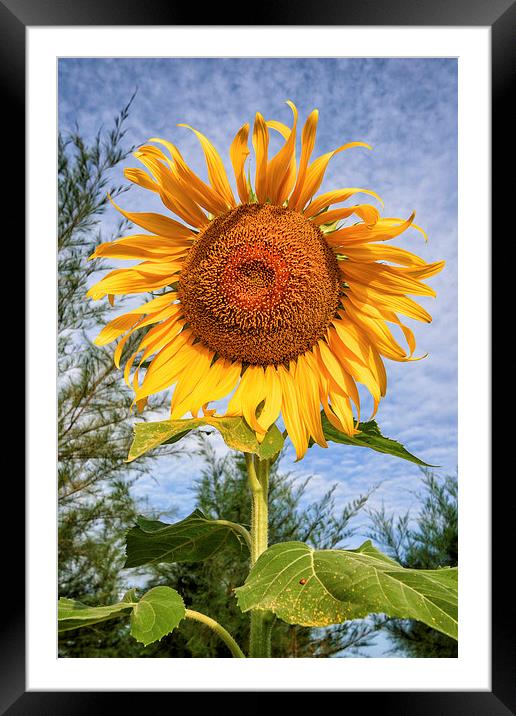 Blooming Sunflower Framed Mounted Print by Adrian Evans