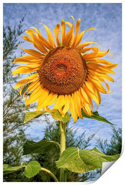 Blooming Sunflower Print by Adrian Evans