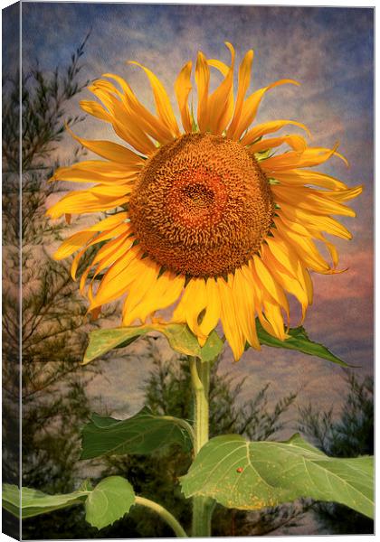 The Sunflower Canvas Print by Adrian Evans