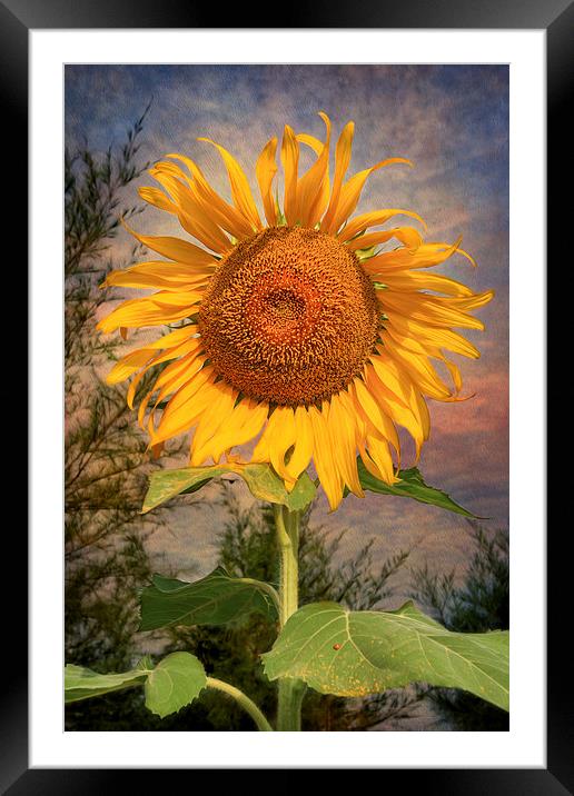 The Sunflower Framed Mounted Print by Adrian Evans