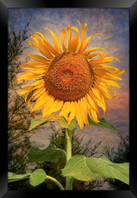 The Sunflower Framed Print by Adrian Evans