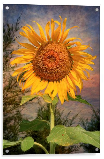 The Sunflower Acrylic by Adrian Evans