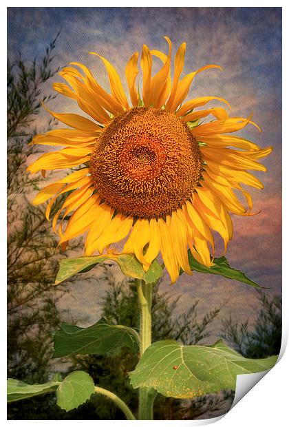 The Sunflower Print by Adrian Evans