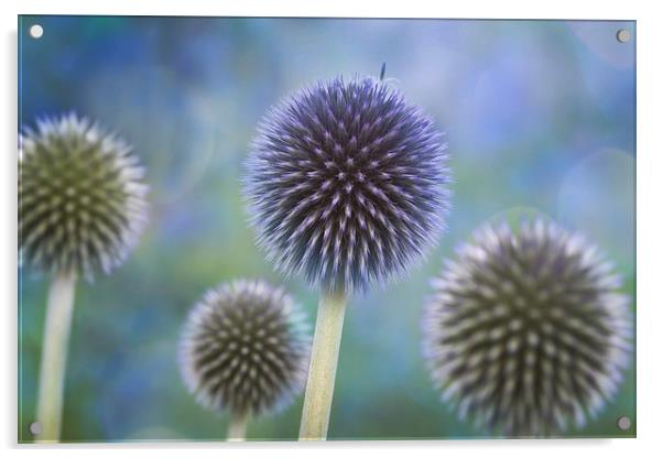 Alliums Acrylic by Ceri Jones