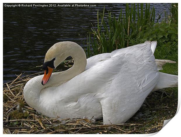Nesting Swan Print by Richard Penlington