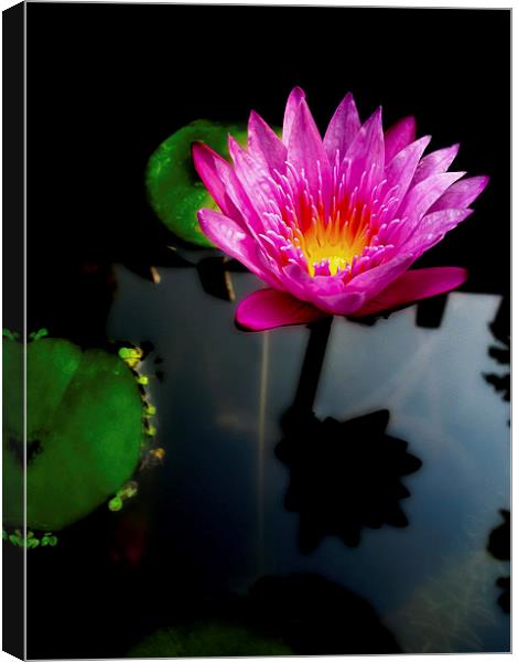 Water Lily Canvas Print by Adrian Evans