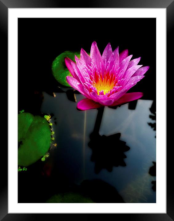 Water Lily Framed Mounted Print by Adrian Evans