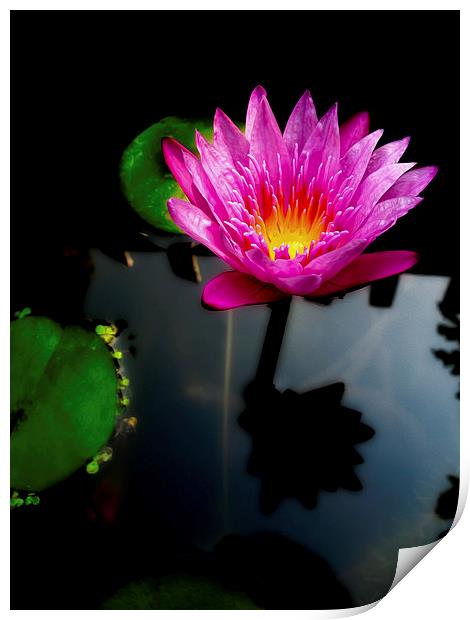 Water Lily Print by Adrian Evans