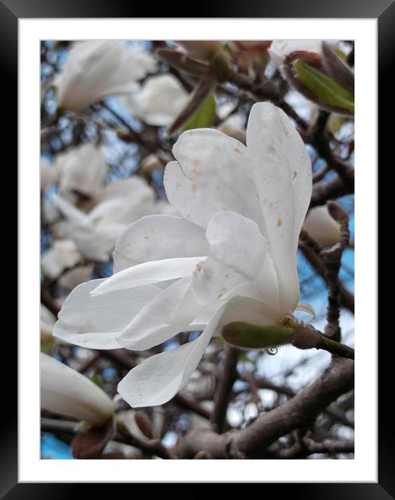 Spring Magnolia Framed Mounted Print by Eleanor McCabe