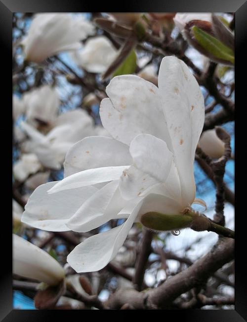 Spring Magnolia Framed Print by Eleanor McCabe