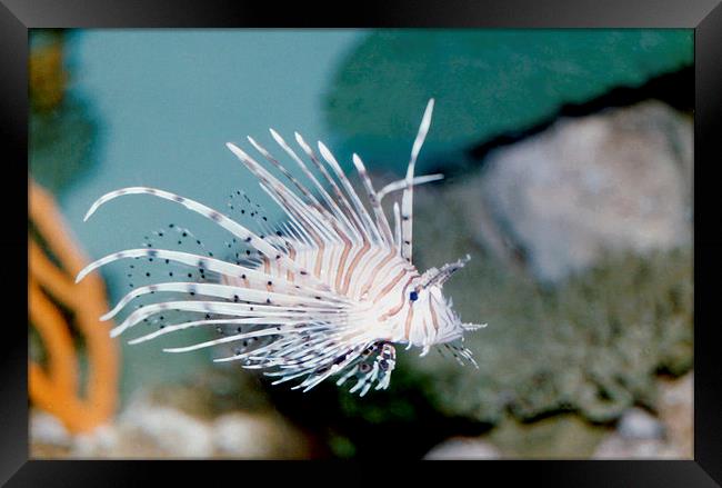 Lionfish Framed Print by Edward Denyer