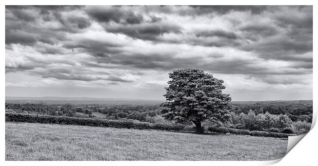 Oak Tree Richmond North Yorkshire Print by Greg Marshall