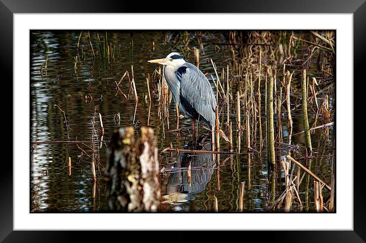 Heron & Reflection Framed Mounted Print by Lady Debra Bowers L.R.P.S