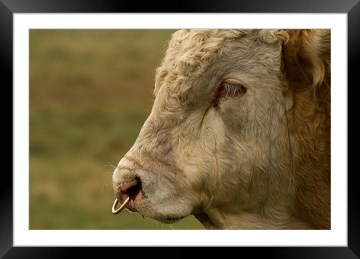 Close Portrait of a Bull Framed Mounted Print by Bill Simpson