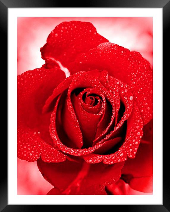 RED ROSE VALENTINE Framed Mounted Print by Anthony Kellaway