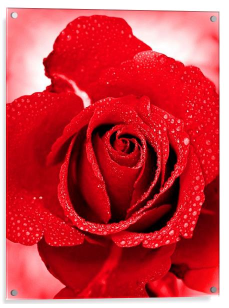 RED ROSE VALENTINE Acrylic by Anthony Kellaway
