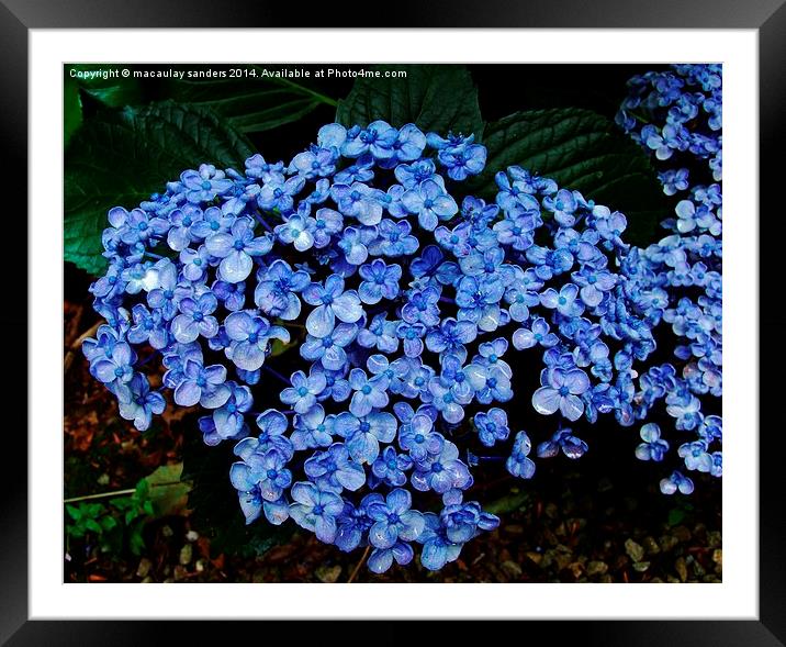 Large blue flower Framed Mounted Print by macaulay sanders