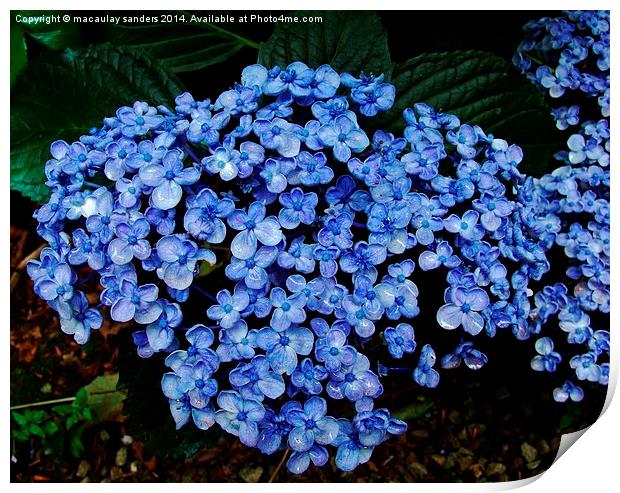 Large blue flower Print by macaulay sanders