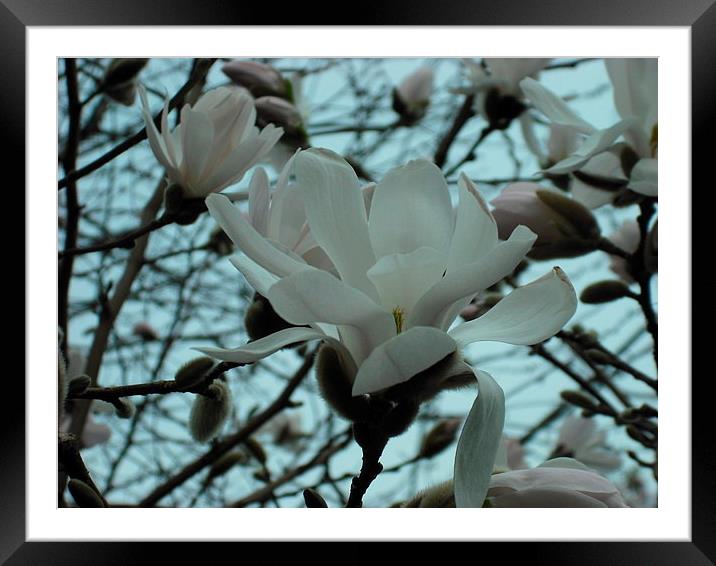 Snowy Magnolia! Framed Mounted Print by Eleanor McCabe