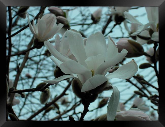 Snowy Magnolia! Framed Print by Eleanor McCabe