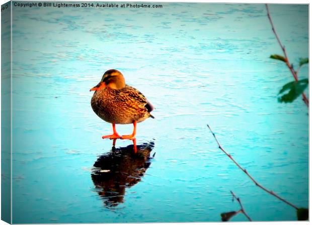 A Duck on ice ! Canvas Print by Bill Lighterness
