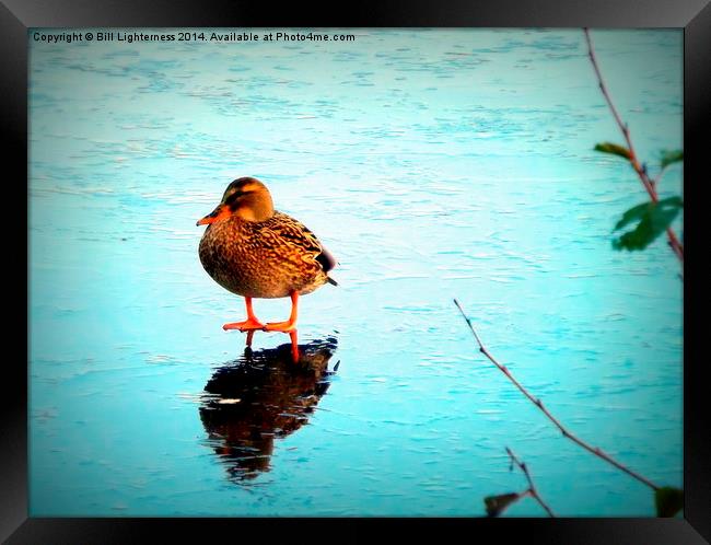 A Duck on ice ! Framed Print by Bill Lighterness