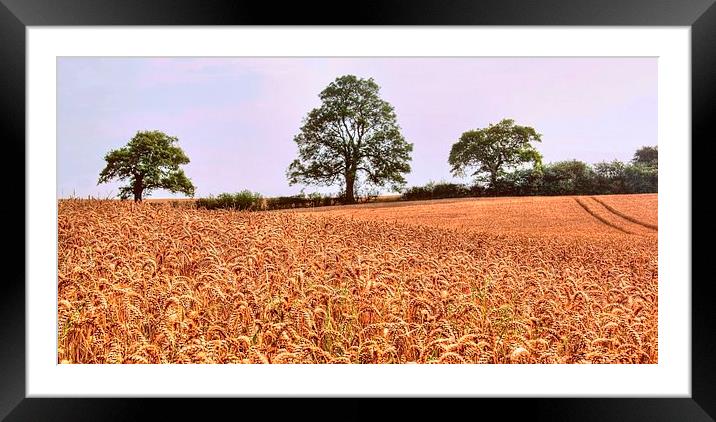 HARVEST TIME Framed Mounted Print by len milner