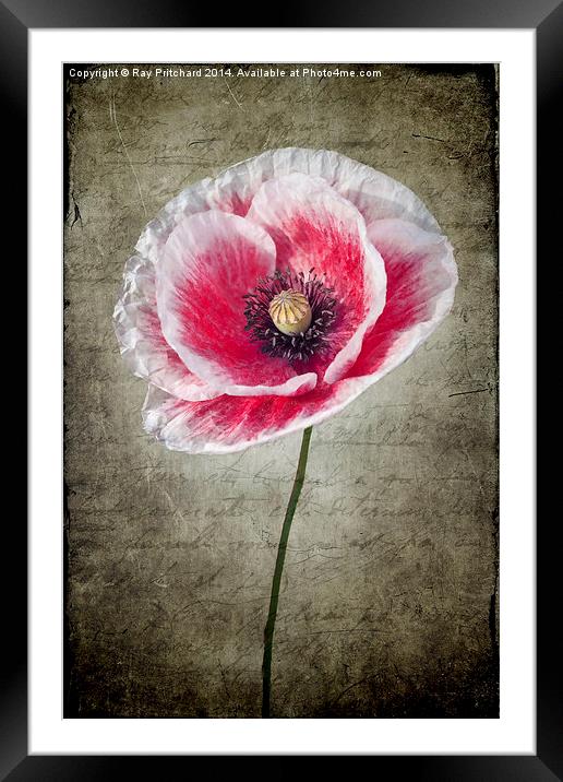 Red and White Poppy Framed Mounted Print by Ray Pritchard