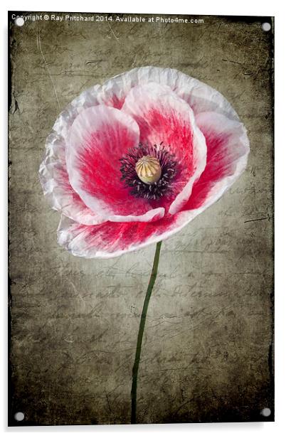 Red and White Poppy Acrylic by Ray Pritchard