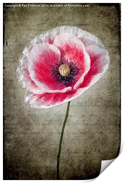Red and White Poppy Print by Ray Pritchard