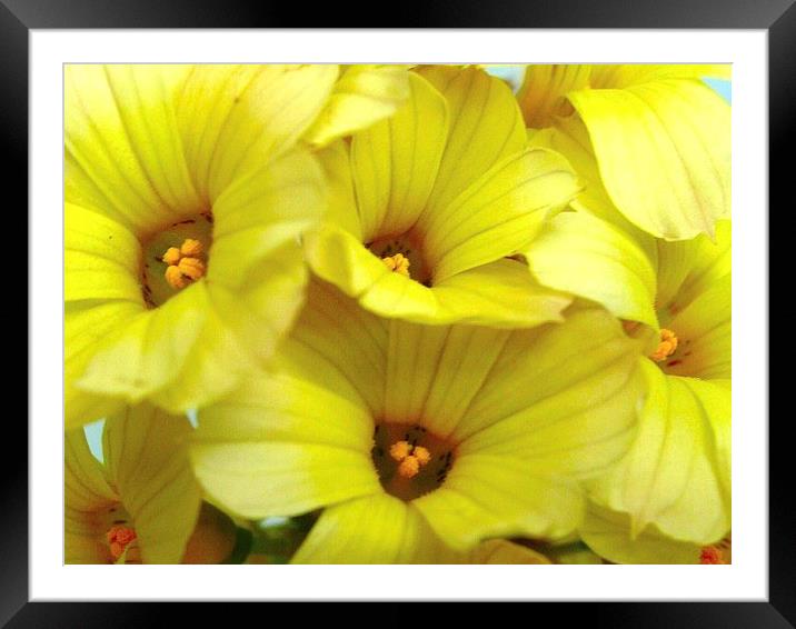 Yellow Trumpets Framed Mounted Print by james richmond