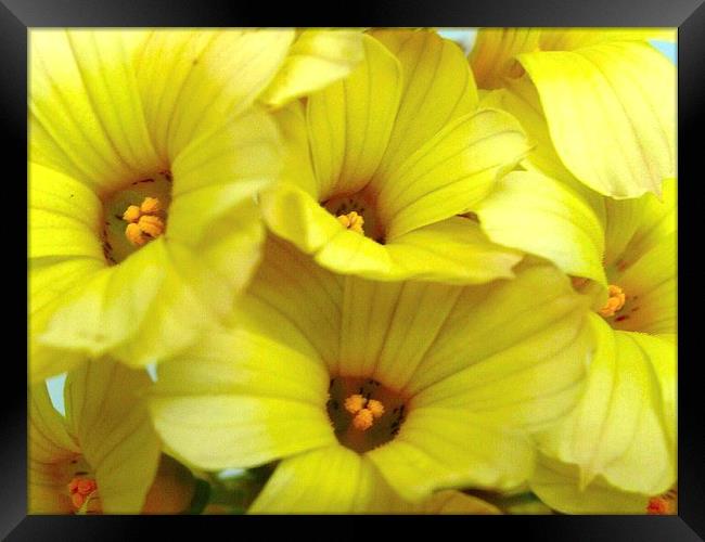Yellow Trumpets Framed Print by james richmond