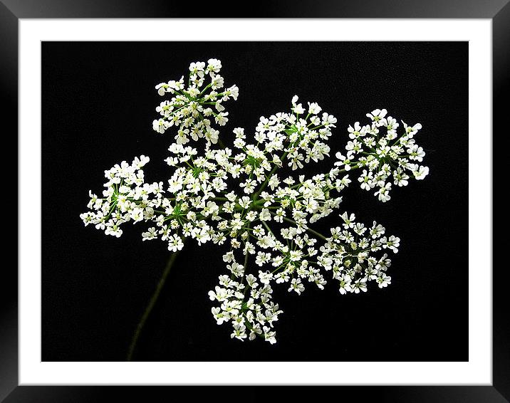 Hedge Parsley Framed Mounted Print by james richmond