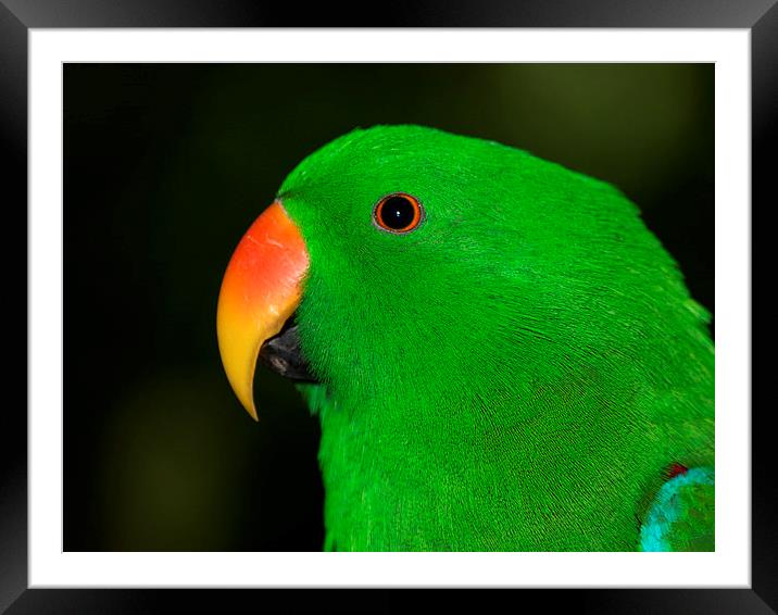 Male Eclectus Parrot Framed Mounted Print by Geoffrey Higges