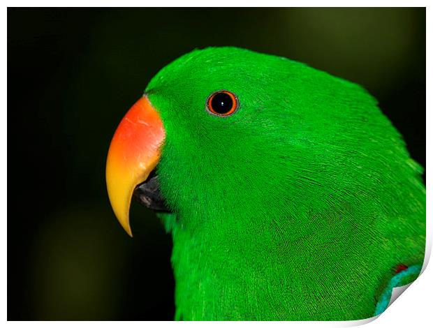 Male Eclectus Parrot Print by Geoffrey Higges