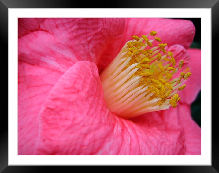 Pink Camellia Framed Mounted Print by Geoffrey Higges