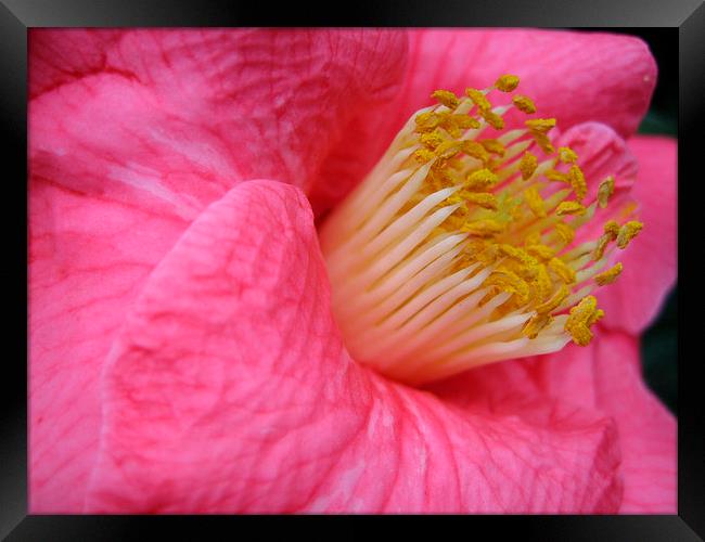 Pink Camellia Framed Print by Geoffrey Higges