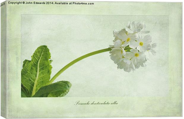 Primula denticulata alba (White Drumstick Primula) Canvas Print by John Edwards